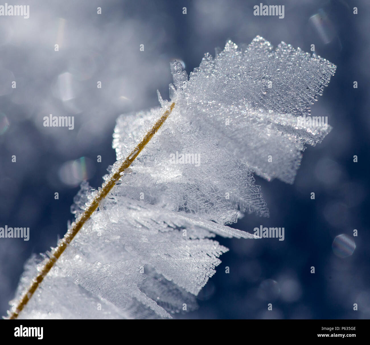 Ice and Frost in a Colorado Rocky Mountain Meadow Stock Photo