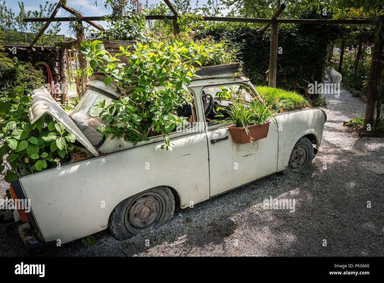 Old Car Used As Decoration And Flower Pot In A Garden Stock Photo