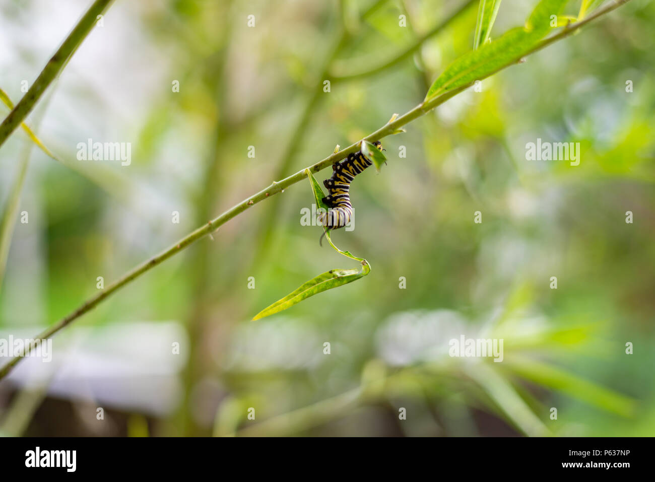 Caterpillar in the Garden Stock Photo - Alamy