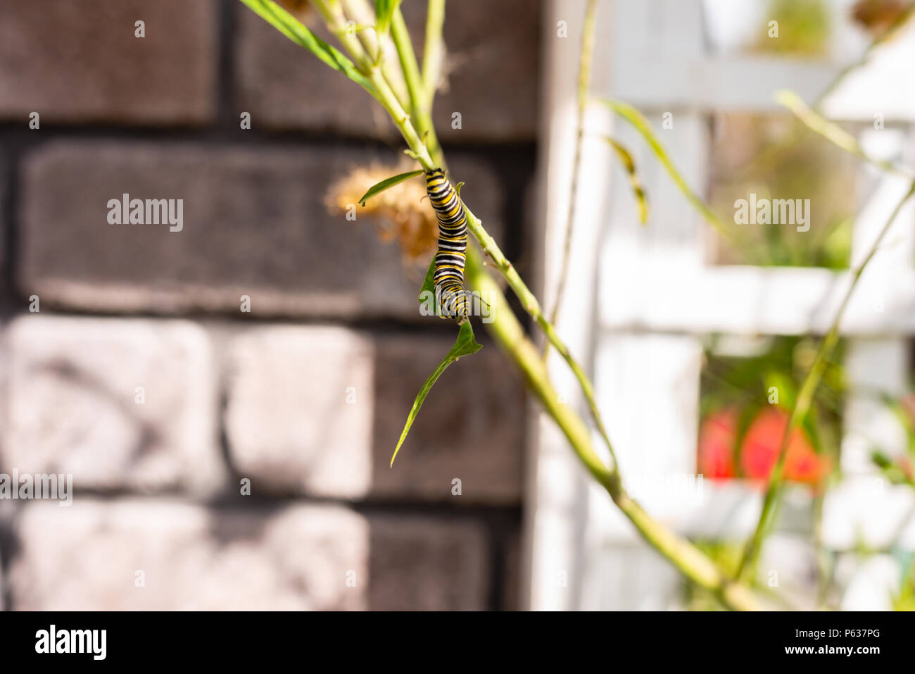 Caterpillar in the Garden Stock Photo