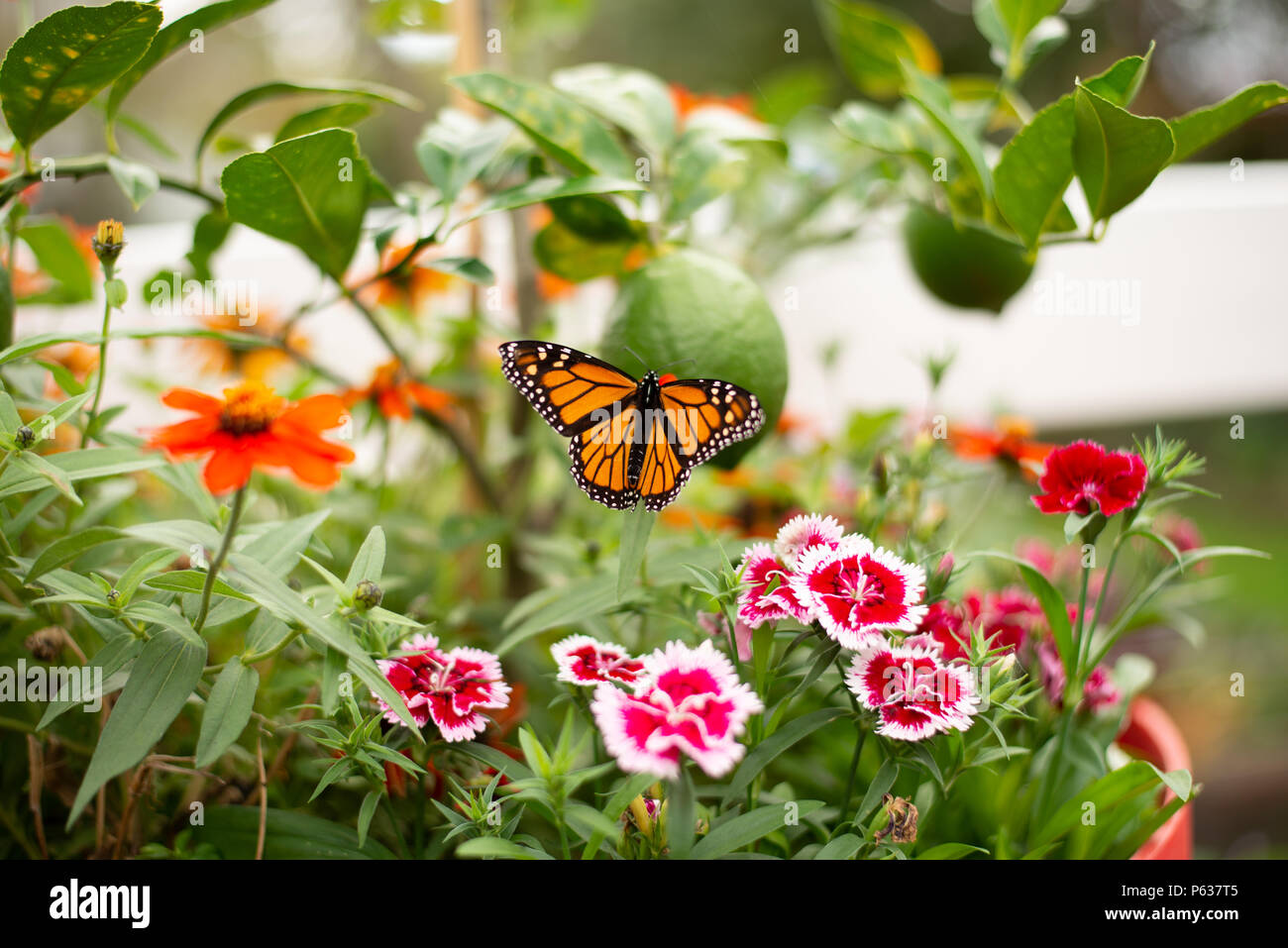 Monarch Butterfly in the Garden Stock Photo Alamy