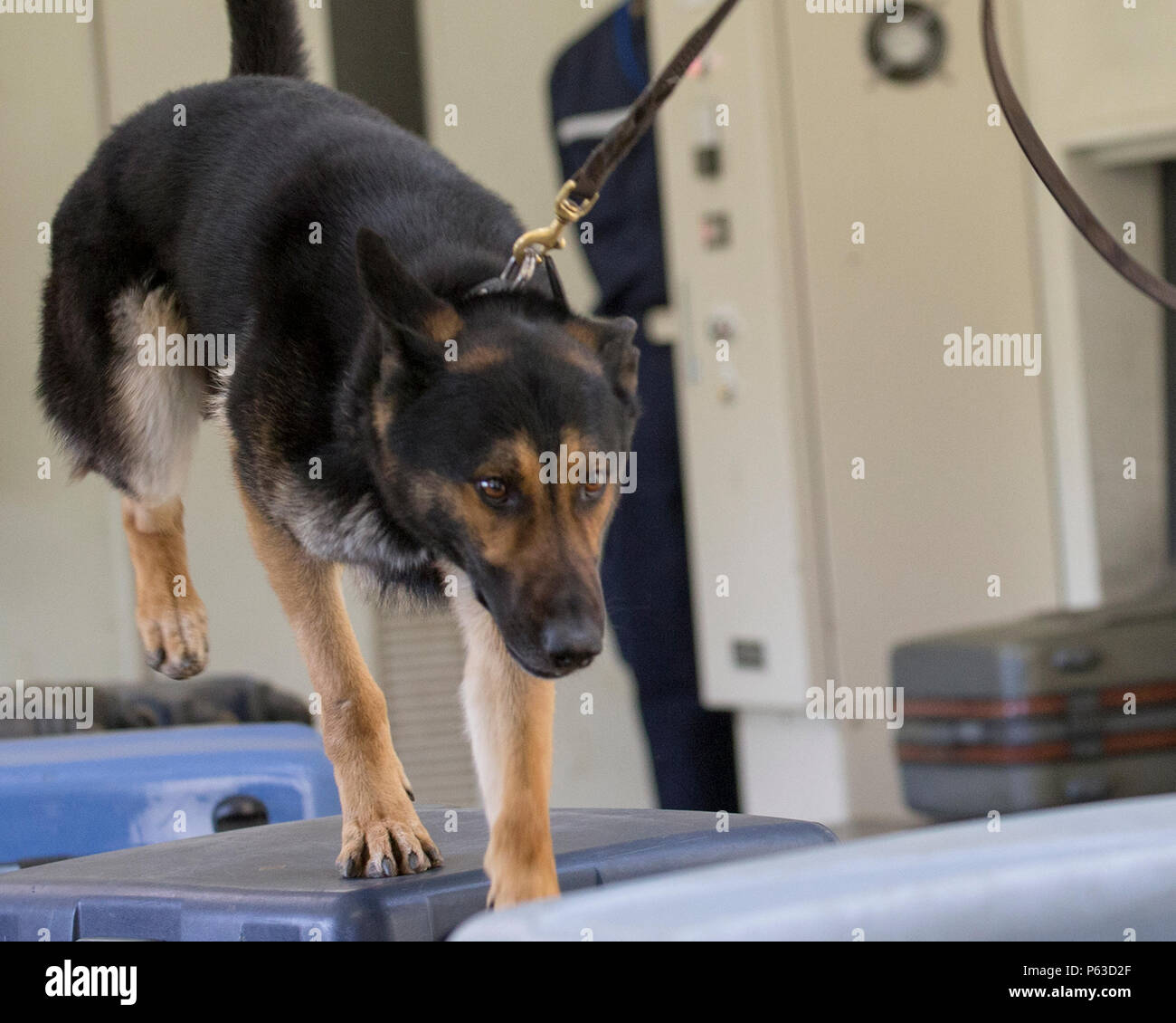 A Tokyo Customs K-9 dog demonstrates narcotics detection skills at Tokyo Customs Canine Training Center, Chiba prefecture, Japan, April 15, 2016. Yokota SFS members visited the training center for first time in history. (U.S. Air Force photo by Yasuo Osakabe/Released) Stock Photo