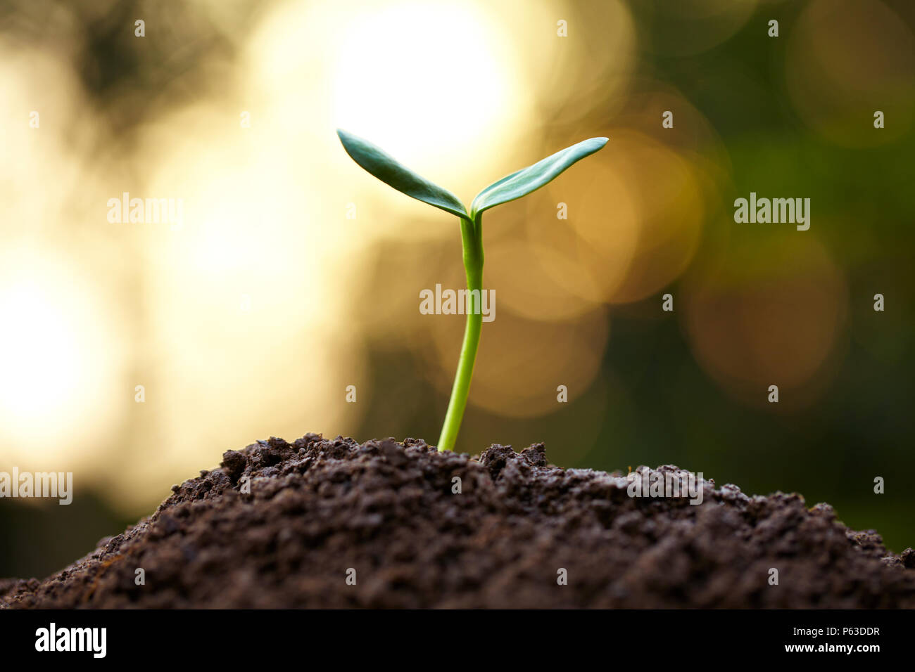 Speing bud with bright green background outdoor shoot Stock Photo