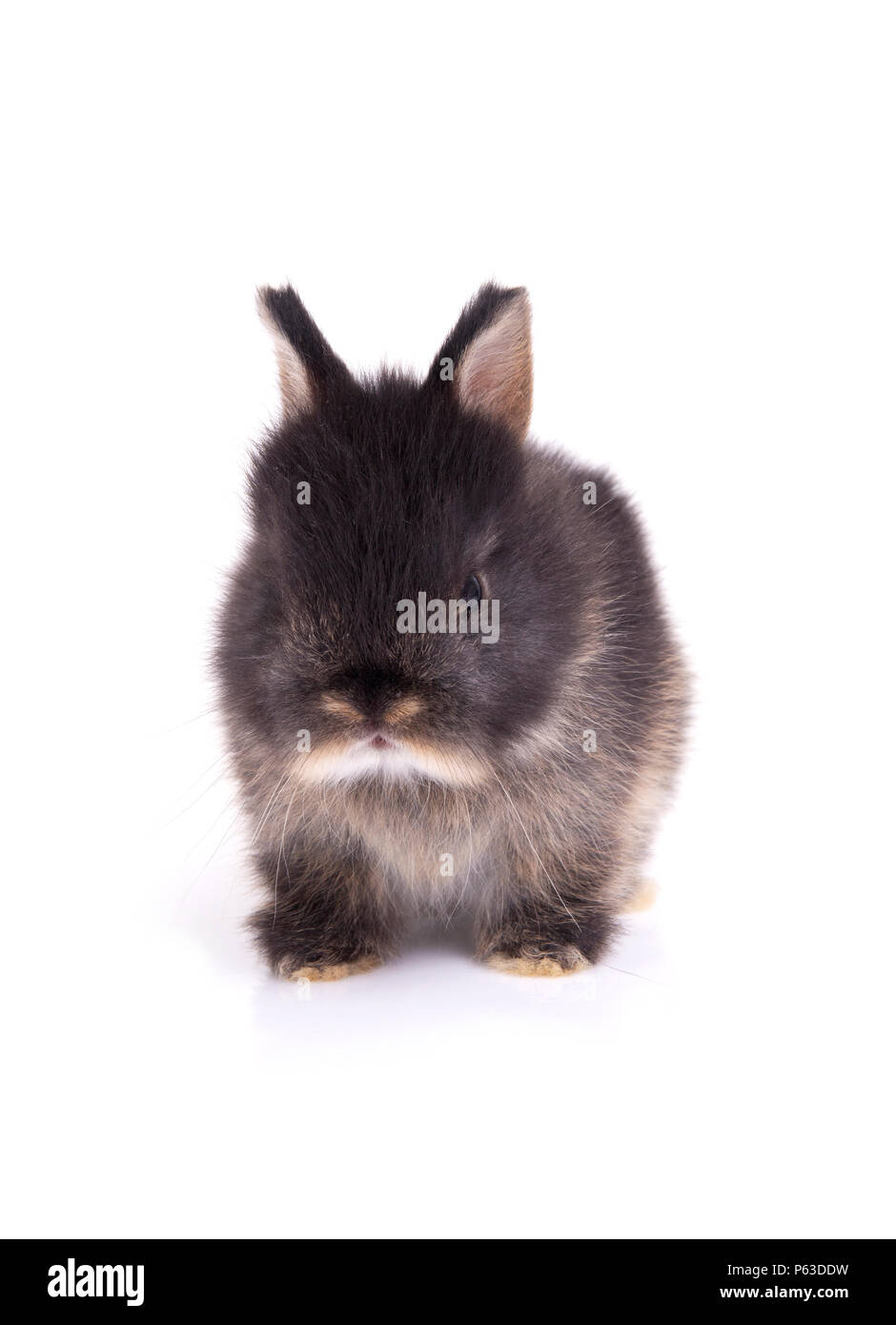 Young netherland dwarf rabbit sitting on floor in white background. Stock Photo