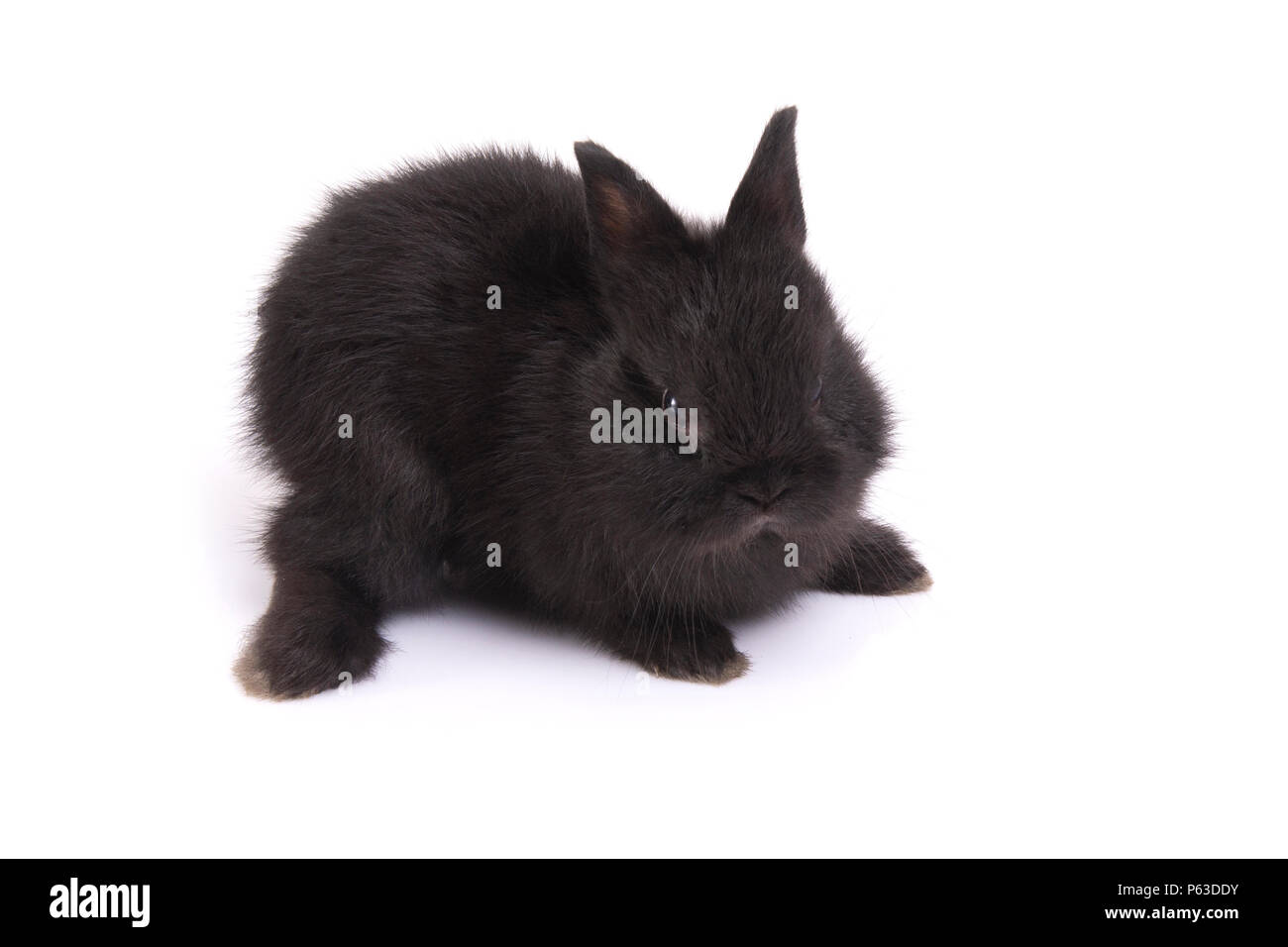 Young netherland dwarf rabbit squat on floor in white background. Stock Photo