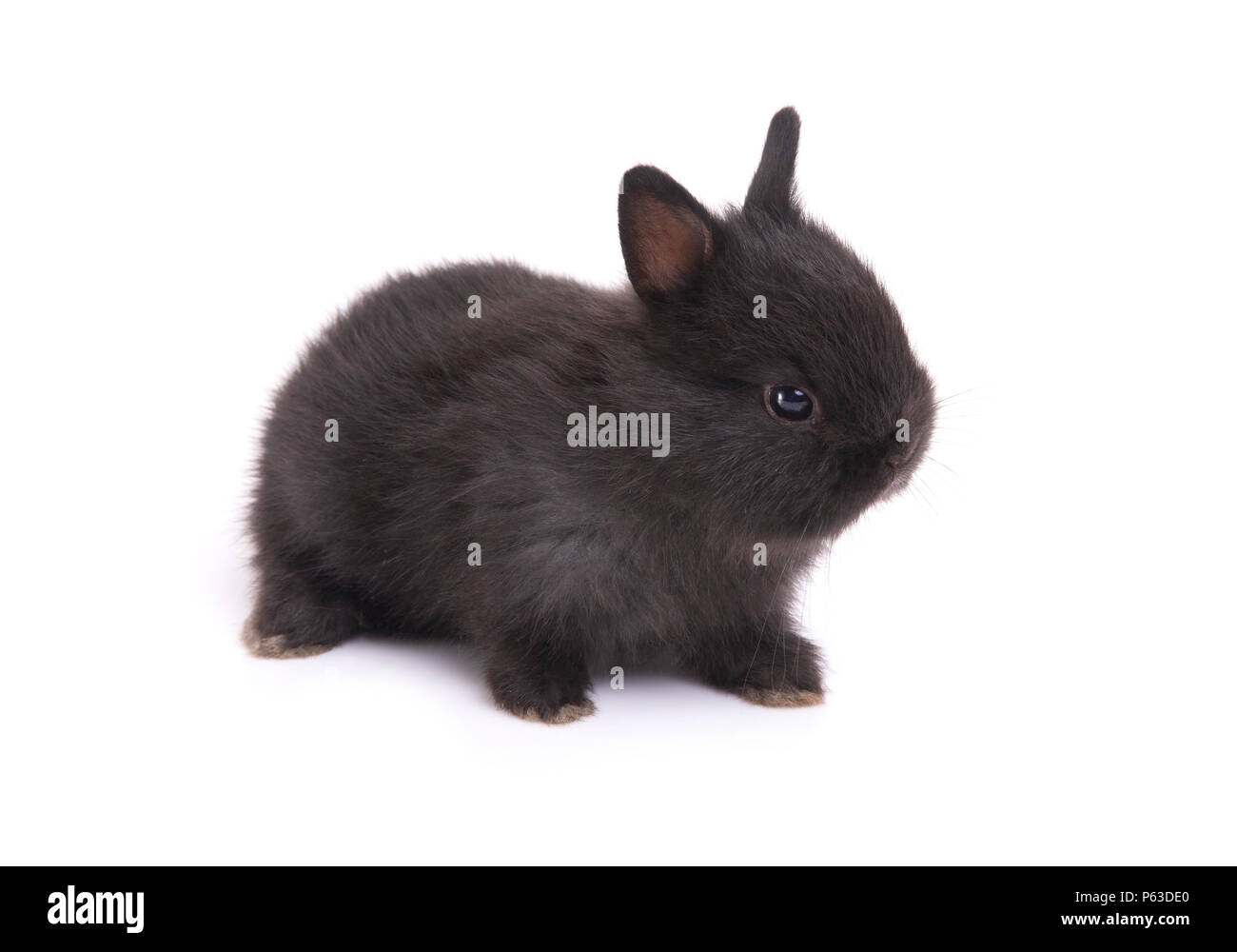 Side view of cute netherland dwarf baby rabbit on white background. Stock Photo
