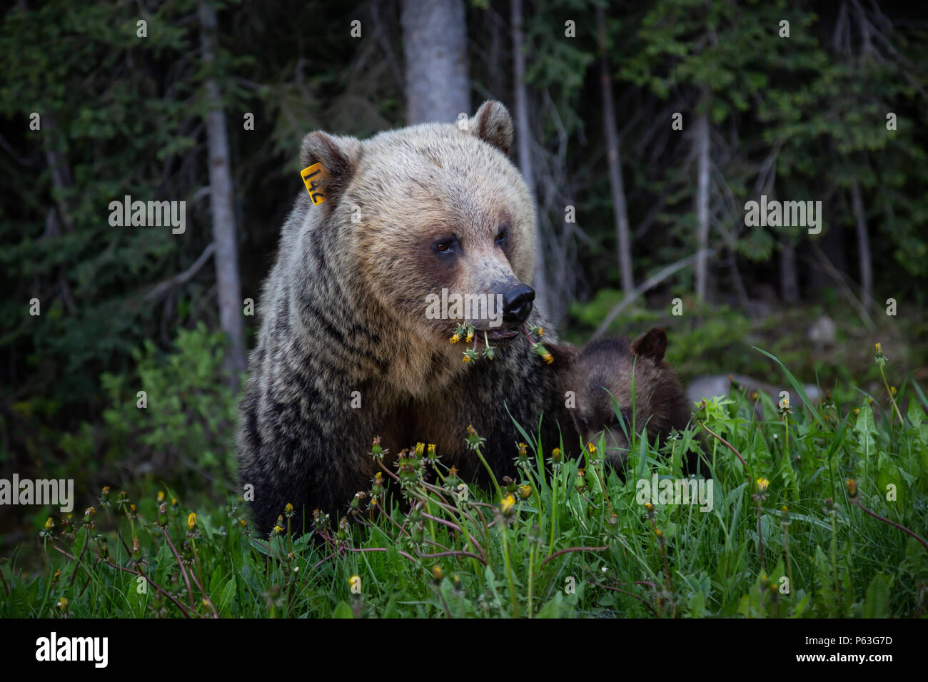 Mother Grizzly Bear with her cubs is eating weeds and grass in the ...