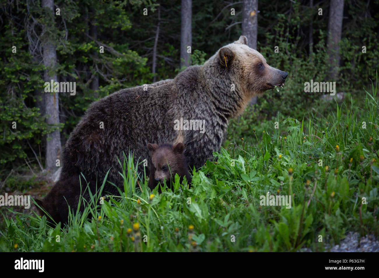 Mother Grizzly Bear with her cubs is eating weeds and grass in the ...