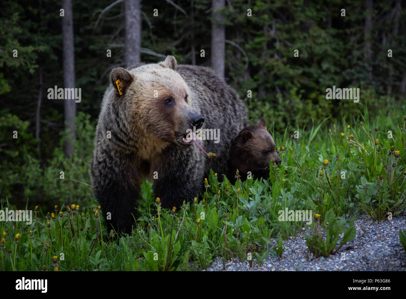 Mother Grizzly Bear with her cubs is eating weeds and grass in the ...