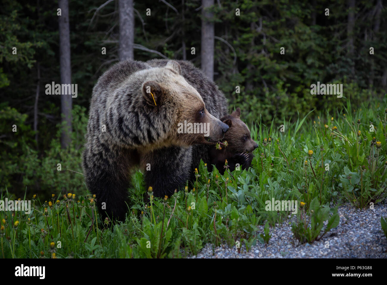 Mother Grizzly Bear with her cubs is eating weeds and grass in the ...