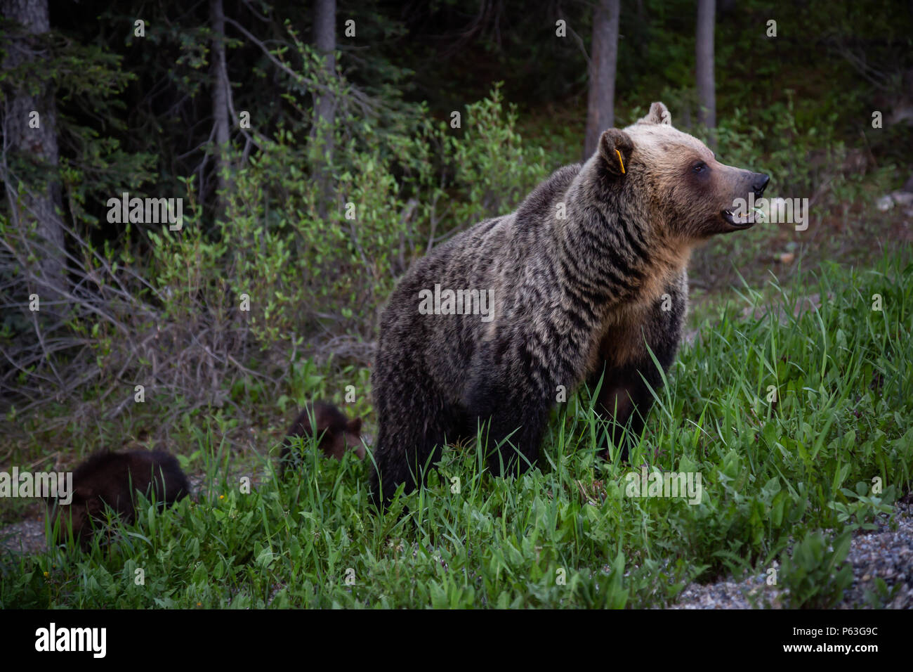 Mother Grizzly Bear with her cubs is eating weeds and grass in the ...