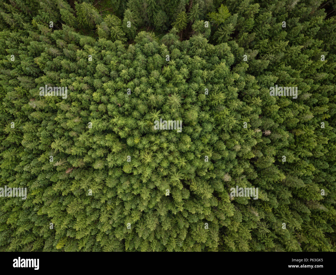 Aerial view from above on the green trees in the forest. Taken in ...