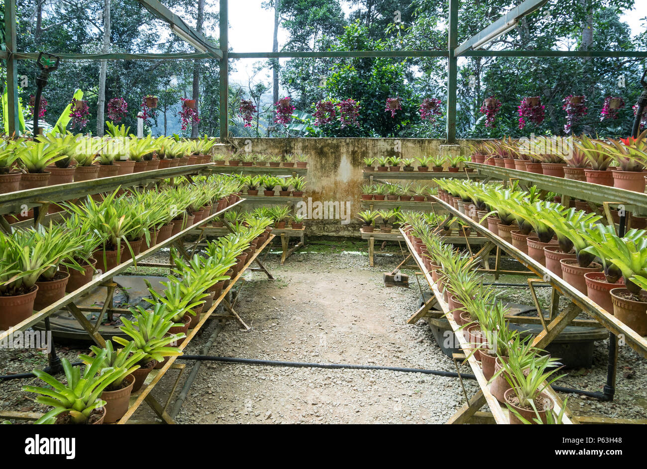 Bromeliad garden which is located at botanical garden in Bukit Tinggi, Pahang. Stock Photo