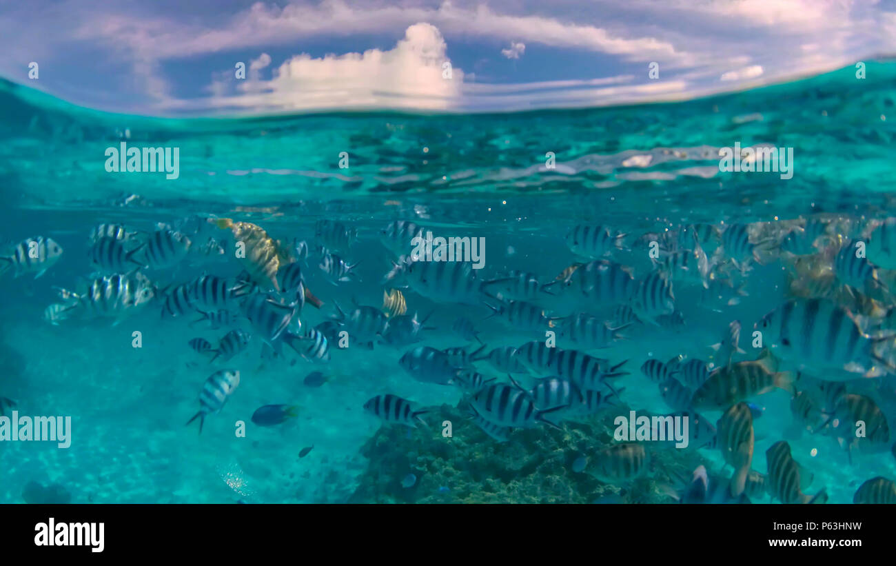 Snorkeling French Polynesia South Pacific Stock Photo Alamy