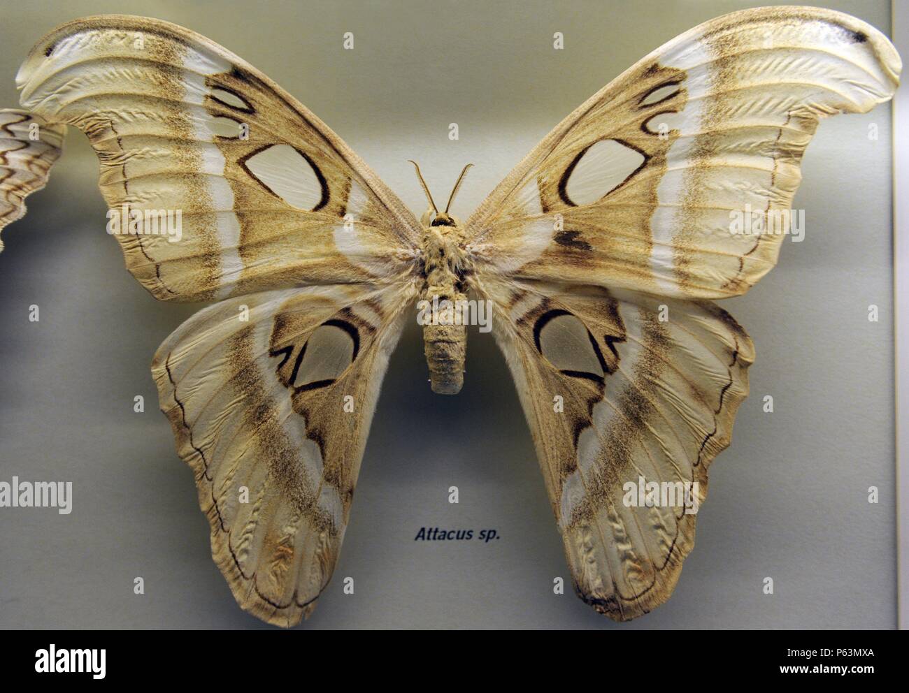 Mariposa atlas (Attacus atlas). Especie de lepidóptero ditrisio de la familia Saturniidae. La mariposa más grande del mundo. Museum fur Naturkunde (Museo de Historia Natural). Berlín. Alemania. Europa. Stock Photo