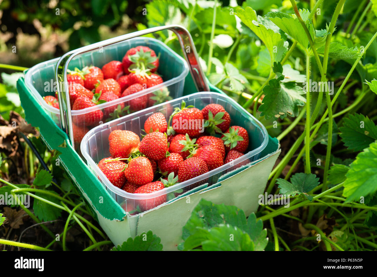 Growing strawberries bucket hi-res stock photography and images - Alamy