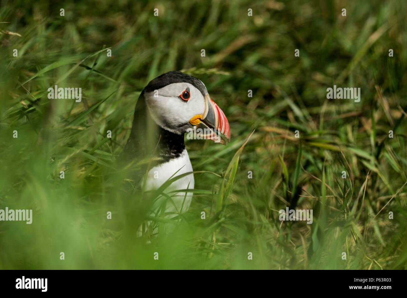 Atlantic puffin nesting on Staffa Island - Treshnish Isles, Scotland Stock Photo