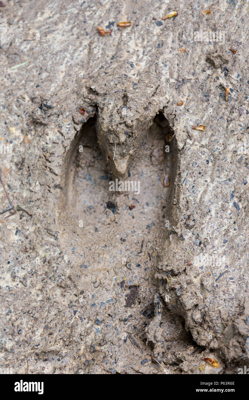 Boar Footprint High Resolution Stock Photography and Images - Alamy