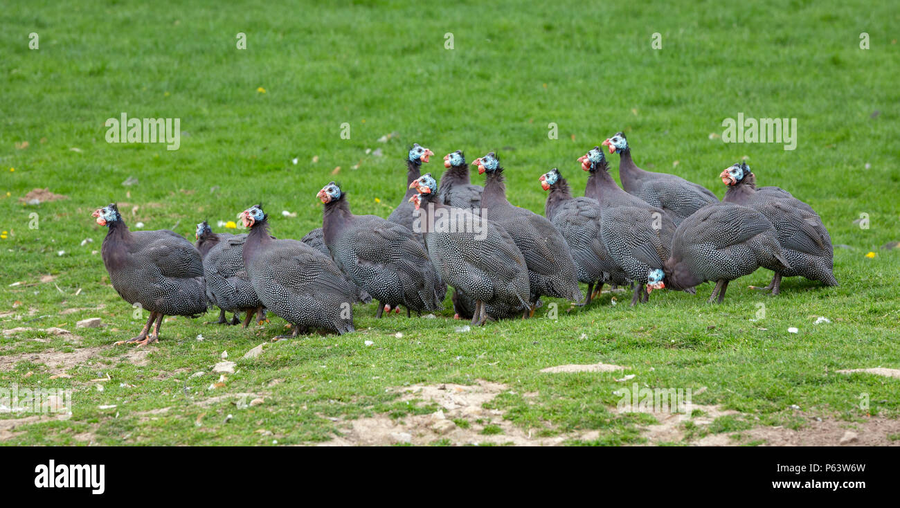 Farm animals: A flock of free range Helmeted guineafowl, pintades or gleanies (Numida meleagris). Stock Photo