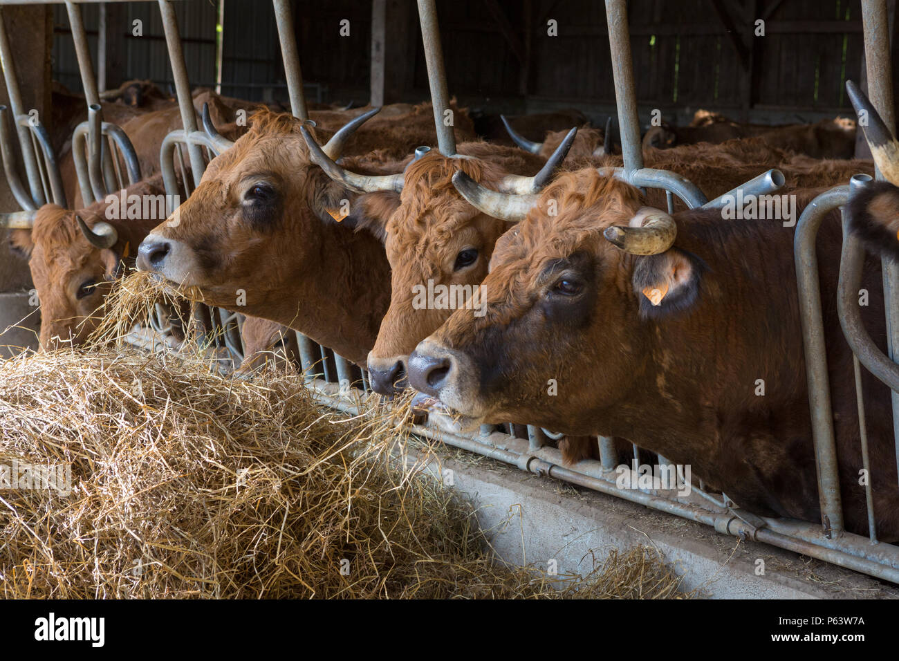 Cattle at feed bunk hires stock photography and images Alamy
