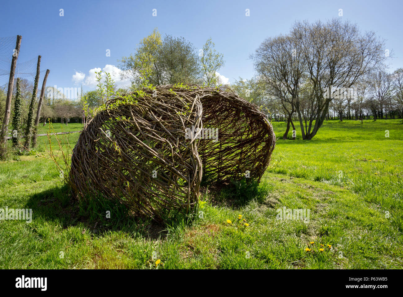 DIY building with nature: a living Willow hut. Stock Photo