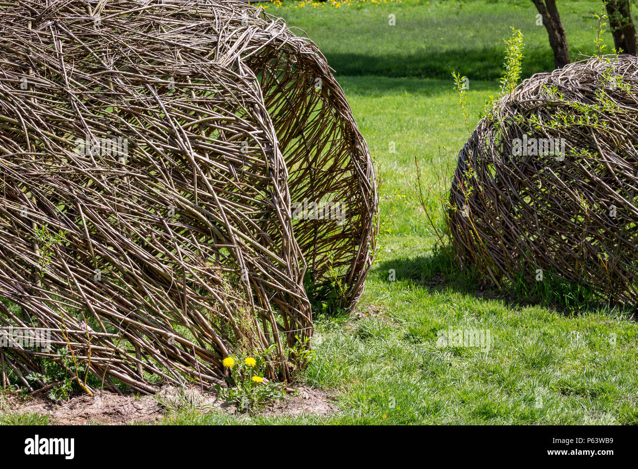DIY building with nature: a living Willow hut Stock Photo