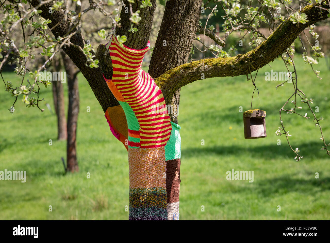 Yarn bombing or yarnbombing: a blossoming tree trunk with colourful knitting decoration. Stock Photo