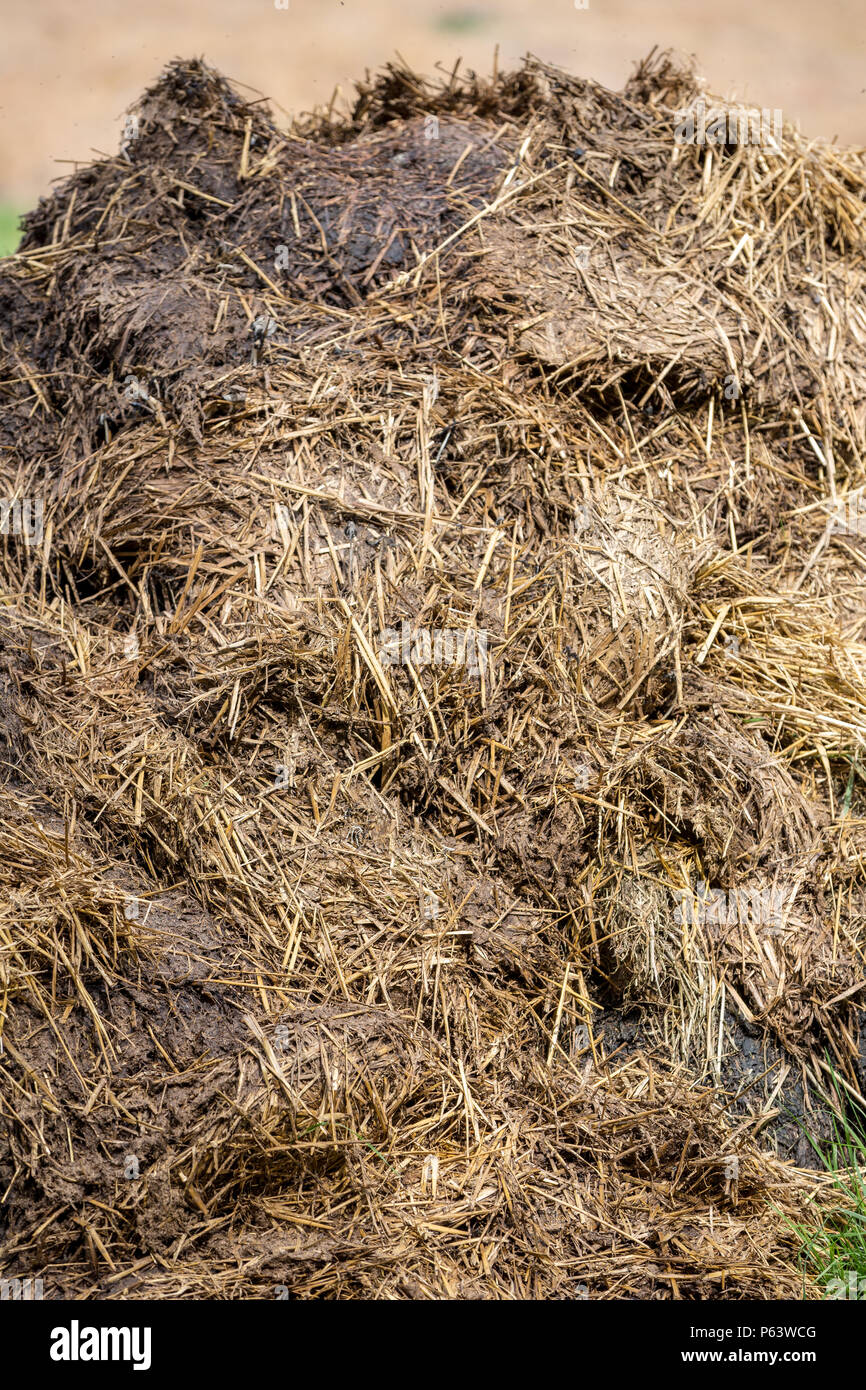 A pile of manure mized with straw to be used as an organic land fertilizer. Stock Photo