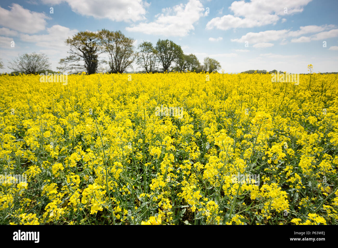 Flowering Rapeseed (Brassica napus) field with trees in the background ...