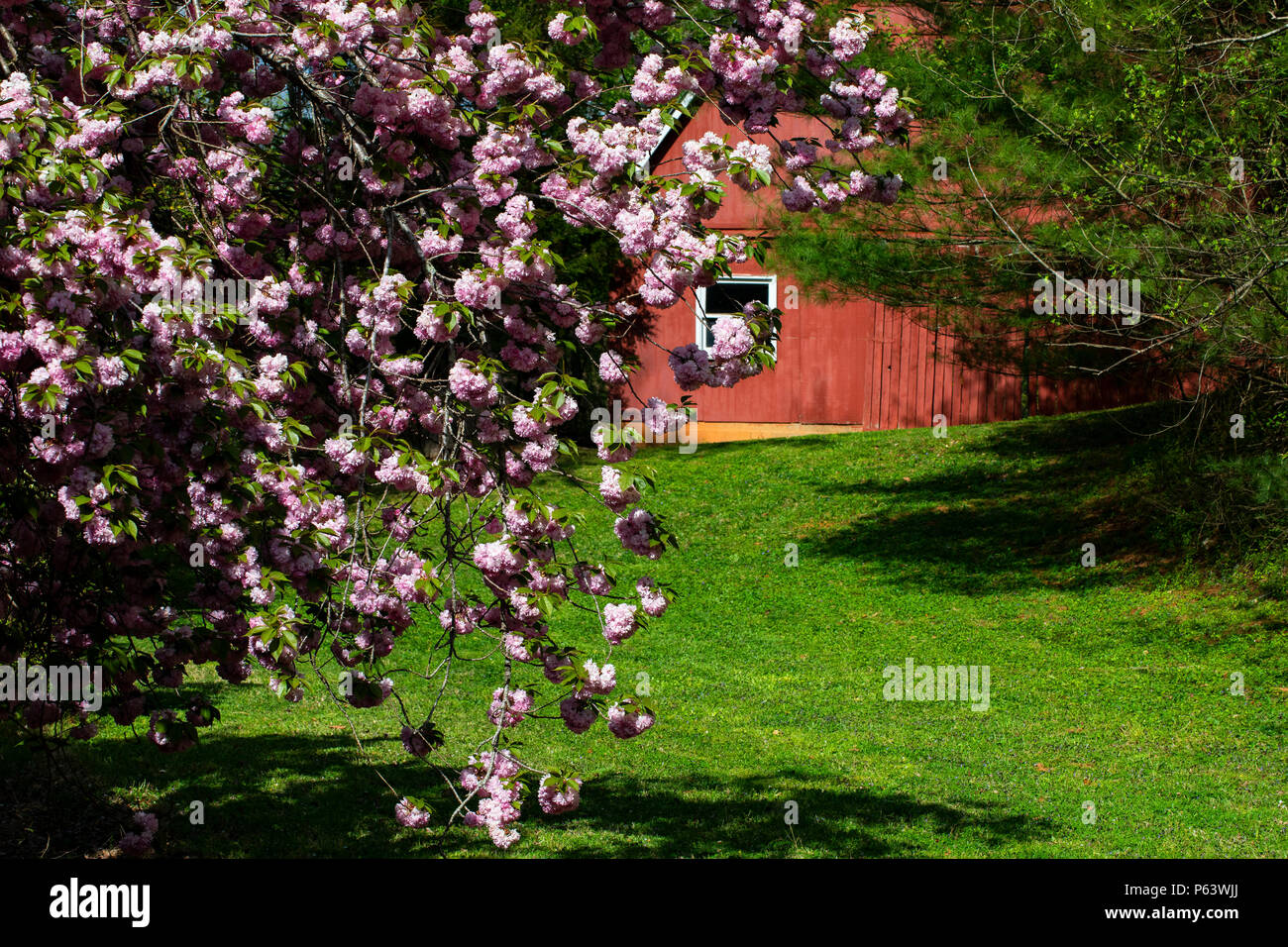 Cherry tree blossoms frame a red barn in North Carolina. Stock Photo