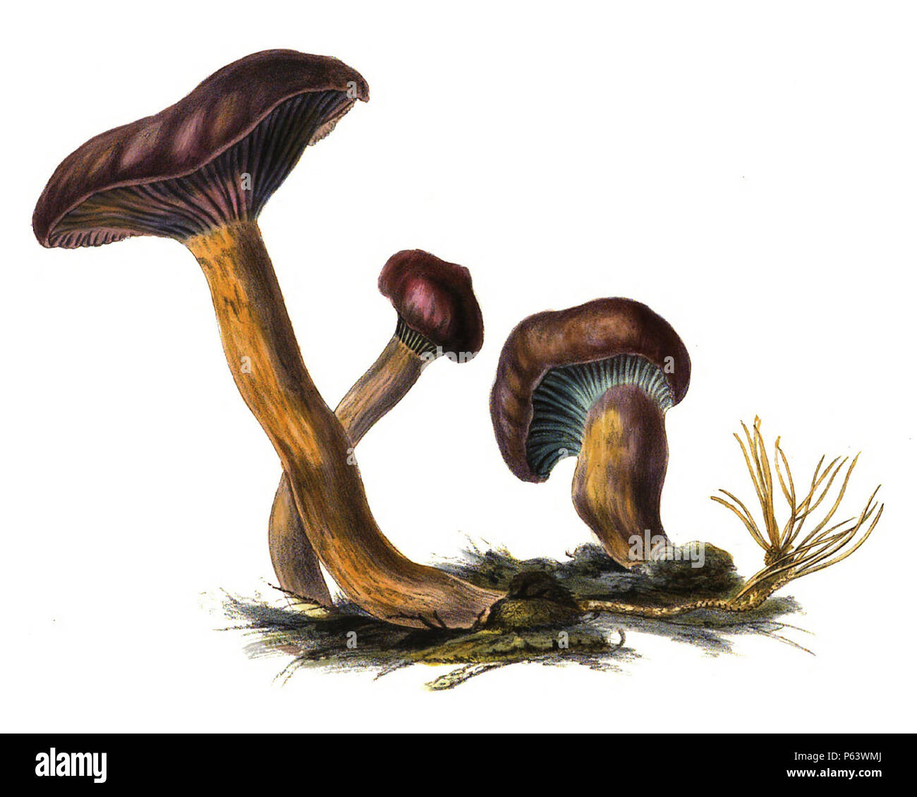 1865 Chroogomphus rutilus. Stock Photo