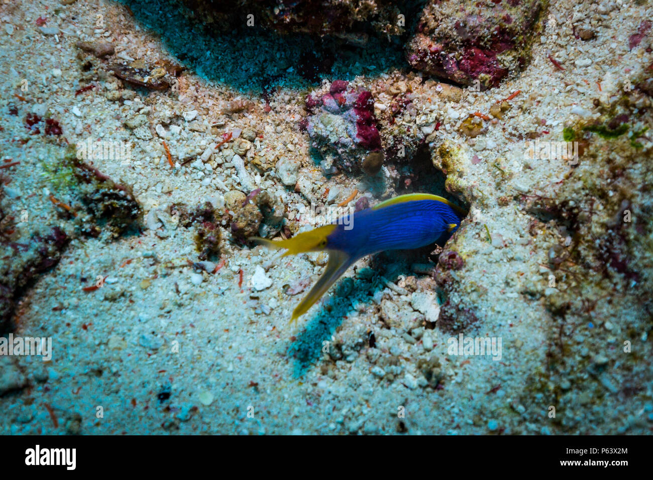 Fish in a reef of Komodo park Stock Photo
