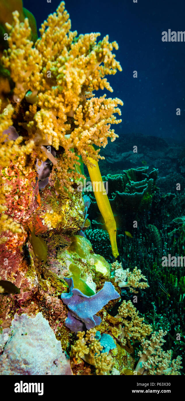 PIpe fish in Komodo reef Stock Photo