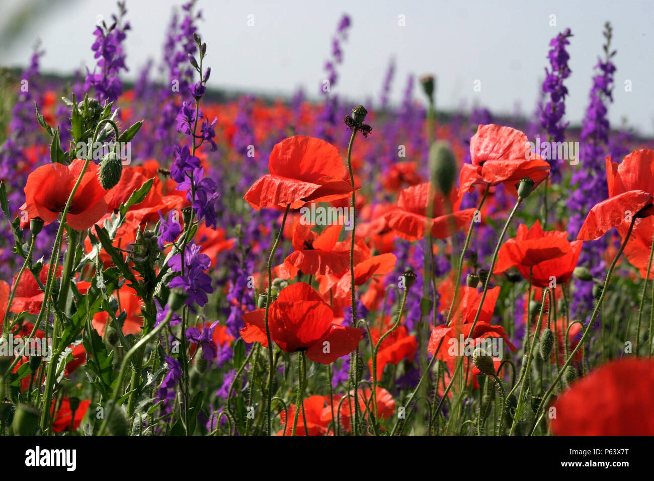 Amazing field of poppies and delphinium flowers Stock Photo