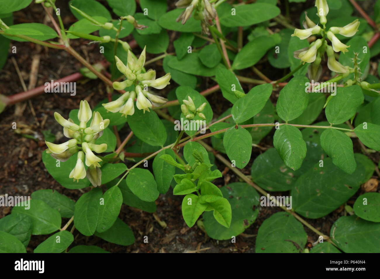 Reglisse Sauvage High Resolution Stock Photography and Images Alamy — free download