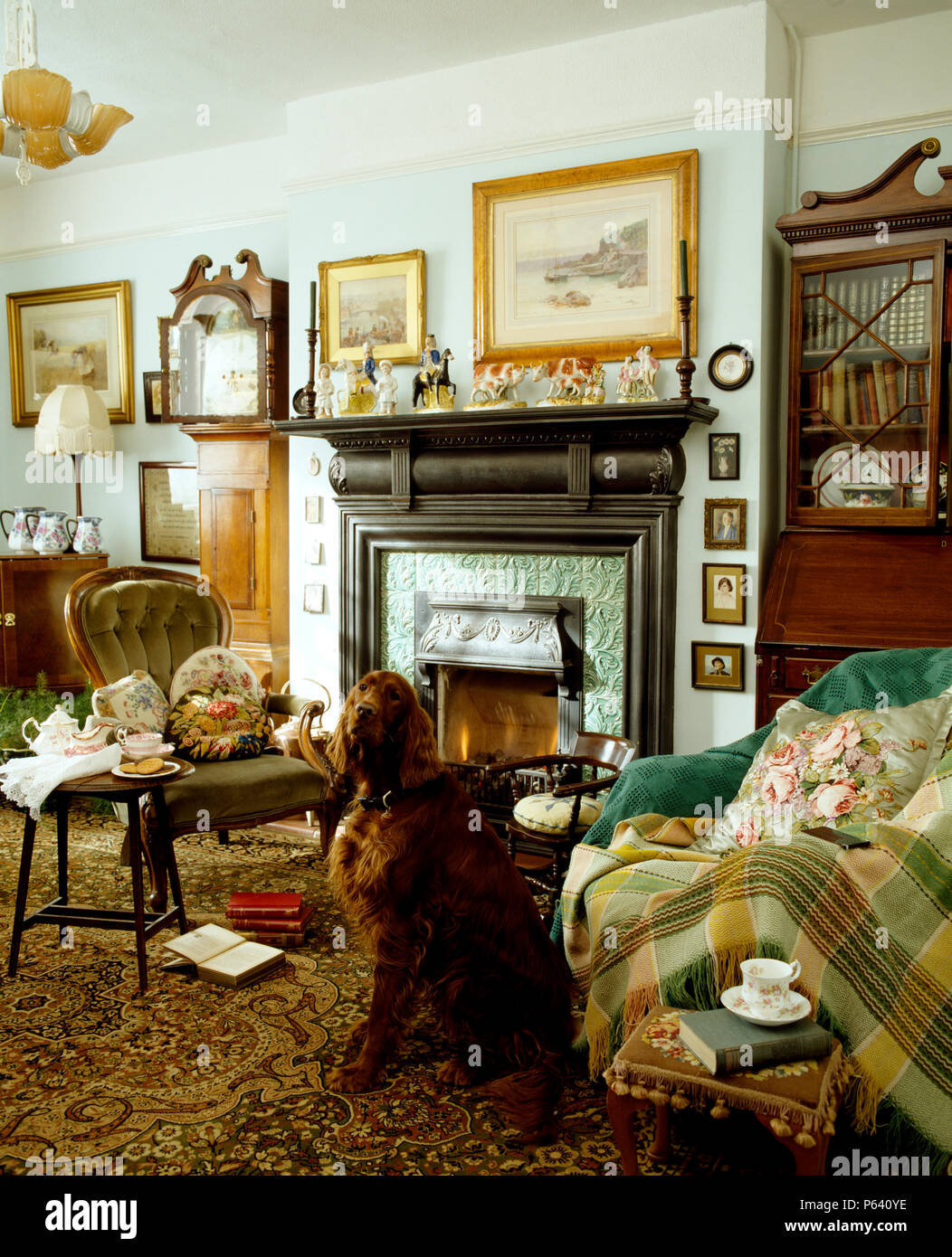 Irish setter in Victorian style sitting room with buttonback chair and green sofa with plaid