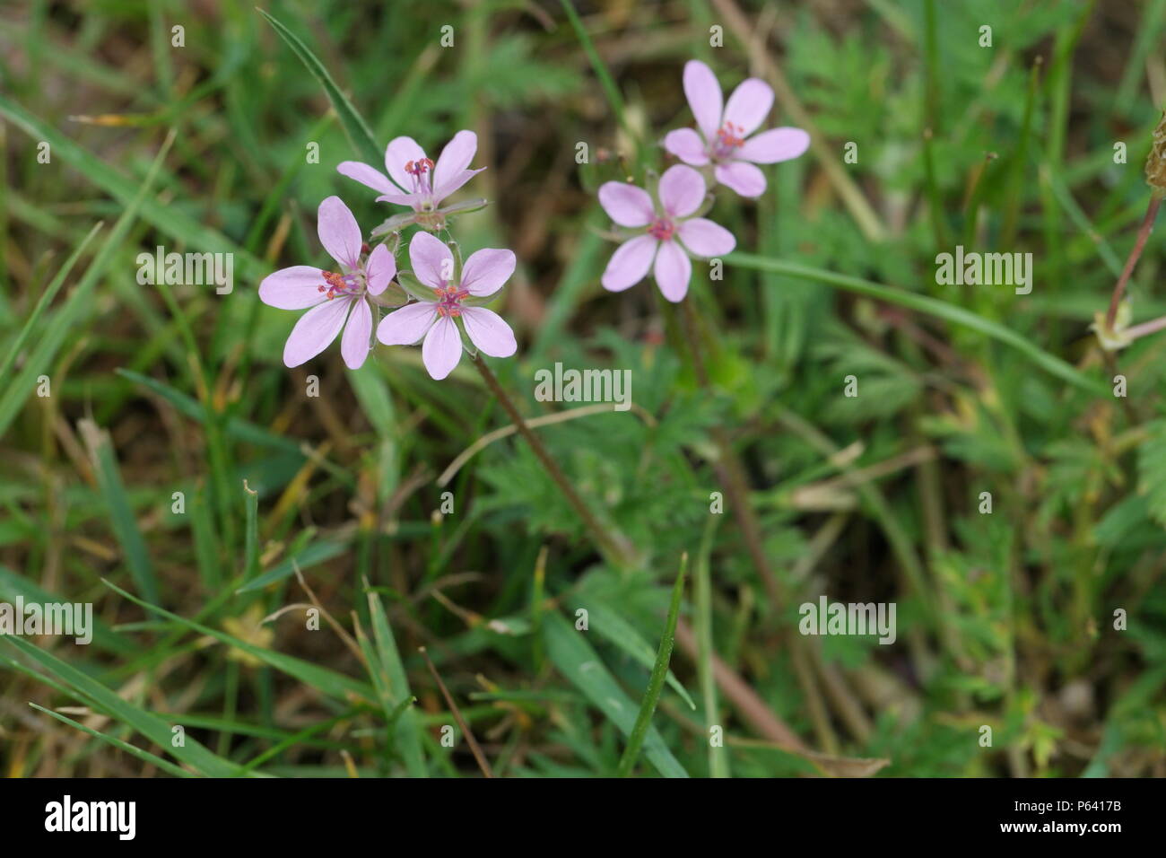 Erodium cicutarium (Reiherschnabel) (Stork's Bill) (Becdegrue à feuilles de ciguë Stock Photo Erodium cicutarium (Reiherschnabel) (Stork's Bill) (Becdegrue à feuilles de ciguë Stock Photo