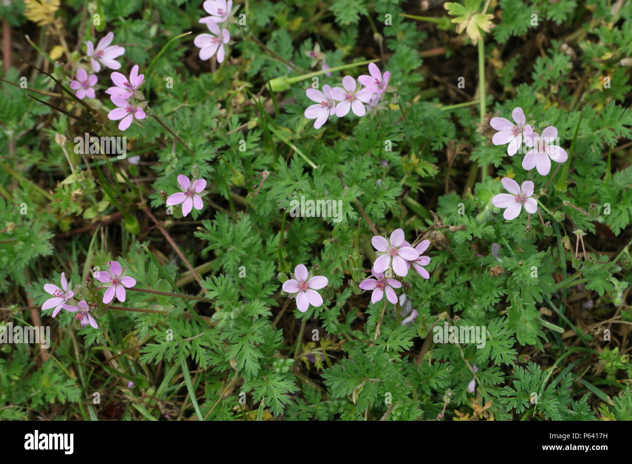 Pinweed hi-res stock photography and images - Alamy