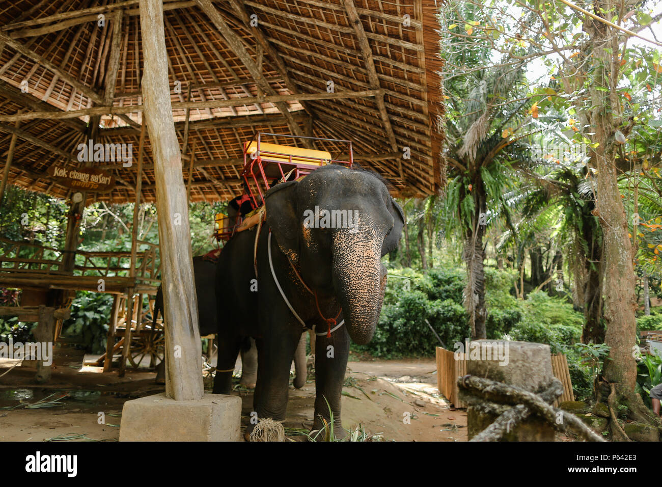 Domesticated and tied sad elephant standing with saddle. Stock Photo