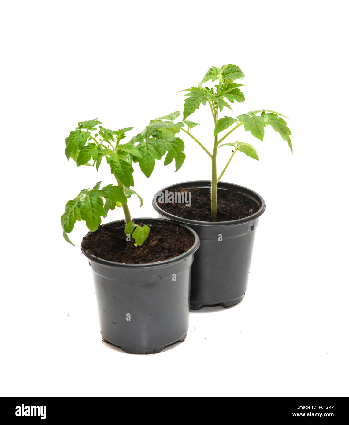 Tomato seedlings in a pot isolated on white background. Young plants in plastic pot; organic gardening Stock Photo