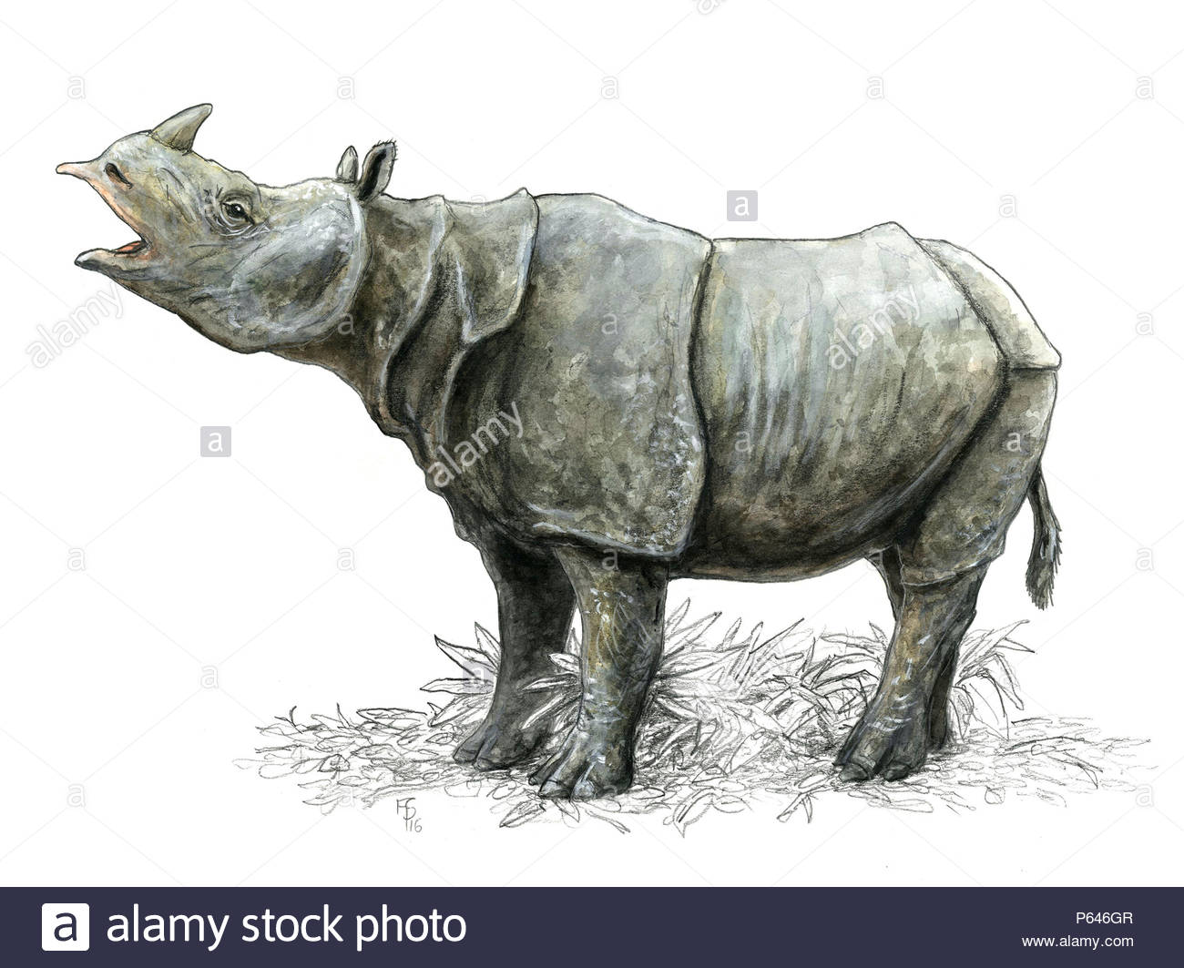 Javan Rhinoceros Stock Photos & Javan Rhinoceros Stock Images - Alamy