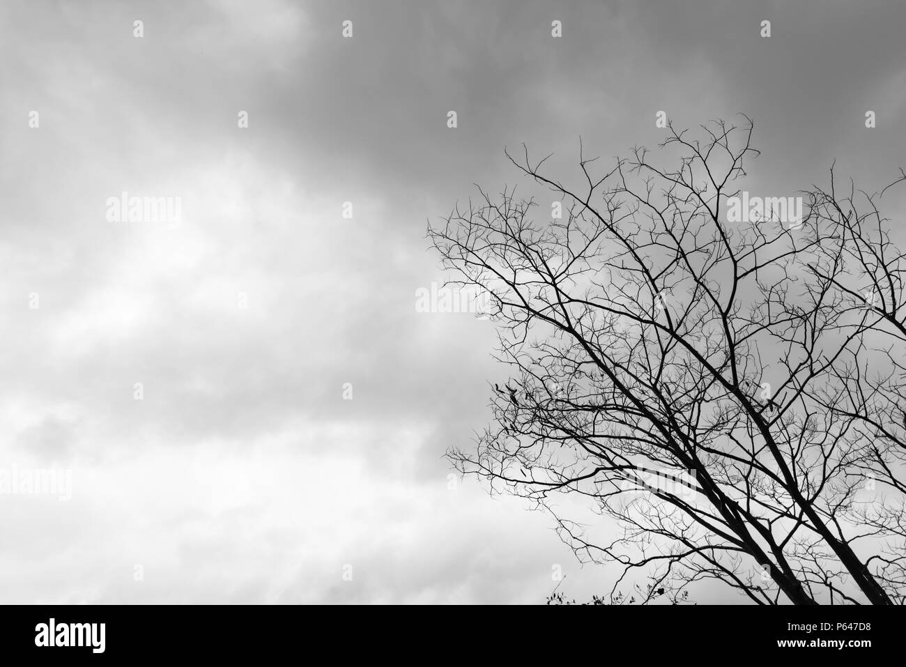 Dead Tree Moody Sky And Birds Stock Photo - Alamy