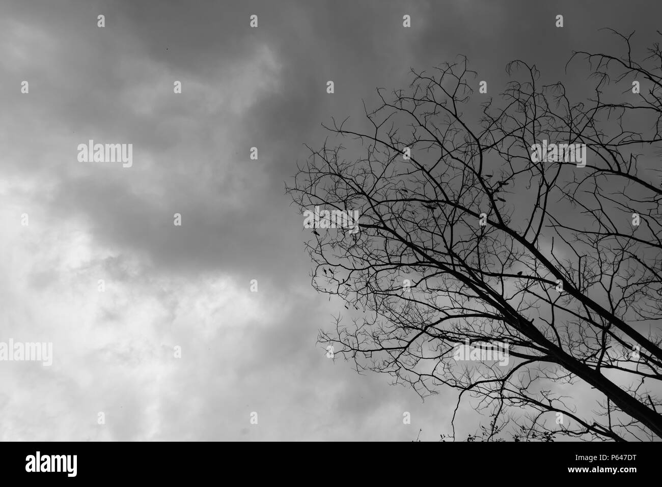 Dead Tree Moody Sky and Birds Stock Photo