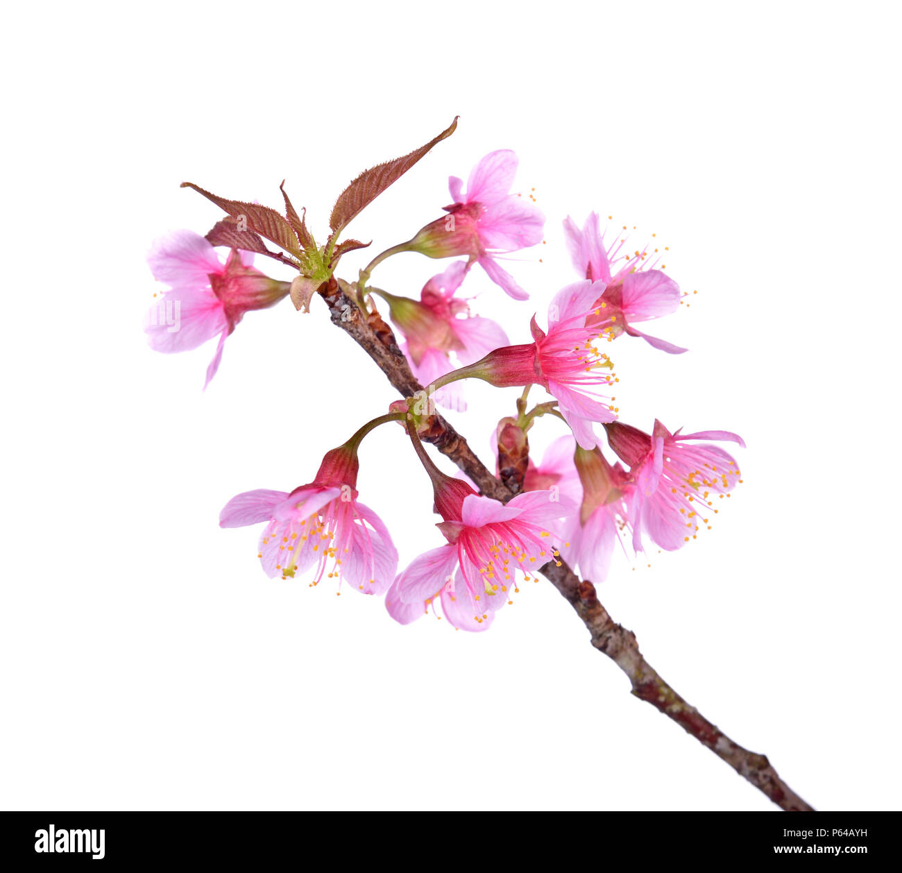 Pink Cherry blossom flowers isolated on white backgroun Stock Photo - Alamy