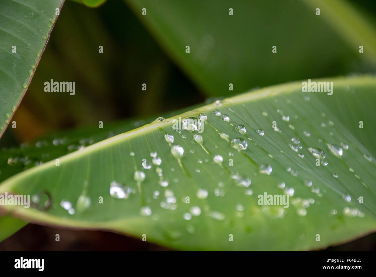 Water droplets on the Banana leaves after summer rain Stock Photo - Alamy