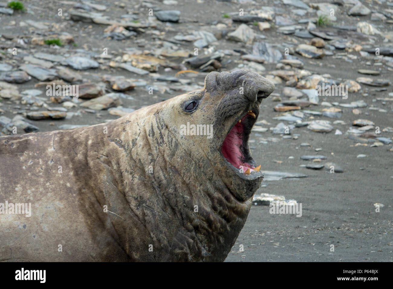 Male southern elephant seal yawning at St Andrew's Bay, South Georgia Island Stock Photo