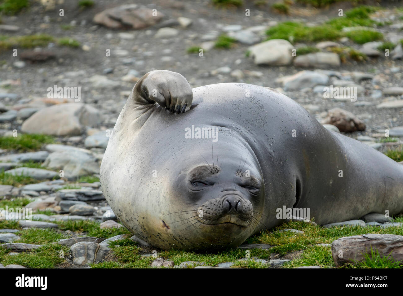 Scratching southern elephant seal at St Andrew's Bay, South Georgia Island Stock Photo