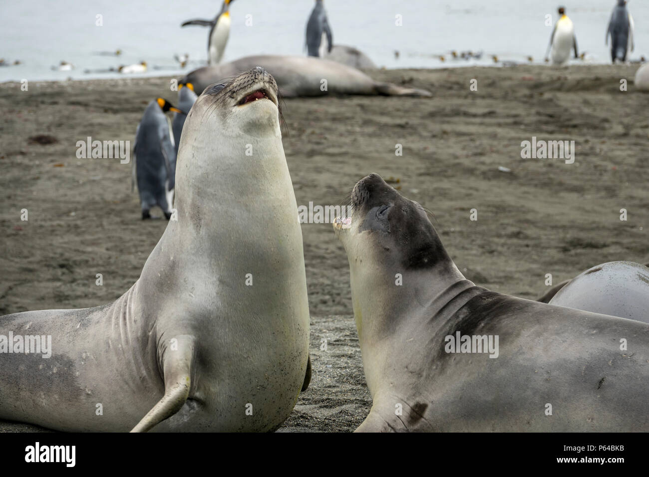 Sparring weaner southern elephant seals, St Andrew's Bay, South Georgia Stock Photo