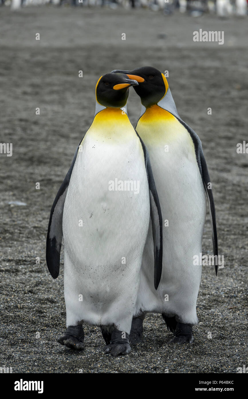 Courting King Penguins, St Andrew's Bay, South Georgia Stock Photo