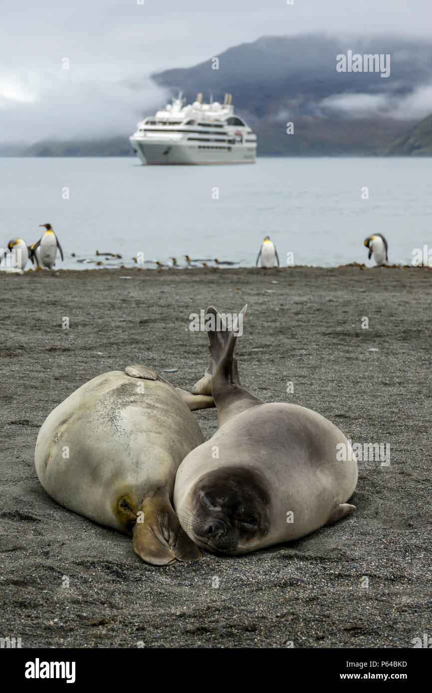 Two weaner southern elephant seals at St Andrew's Bay with Le Lyrial in the background, South Georgia Island Stock Photo